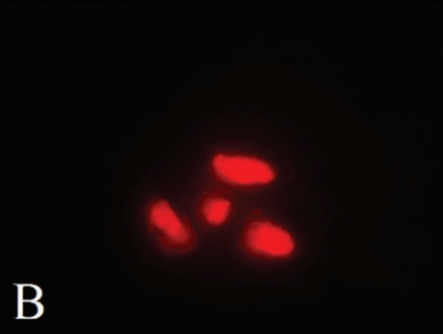 Double labelling of Giardia cyst cells