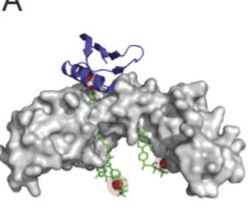 Nature - A Novel Universal Detection Agent  for Time-Gated Luminescence  Bioimaging